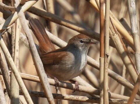 2021_04_27__Seidensaenger__Ingelheim-Freiweinheim_alte Sandlache__(Foto_Henkes).jpg